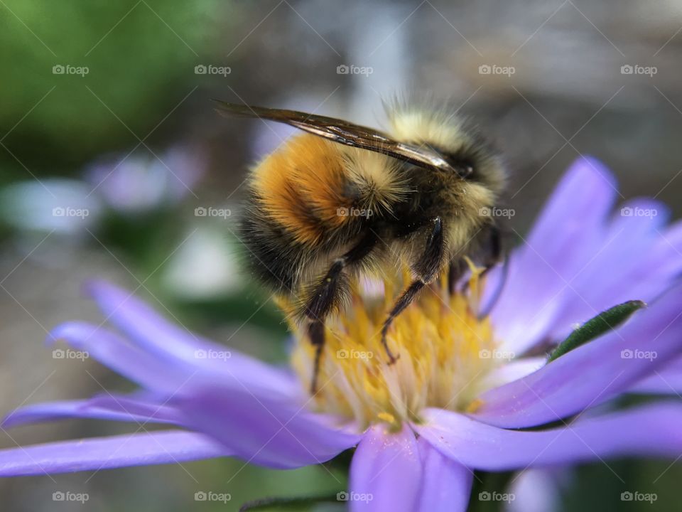 Bee