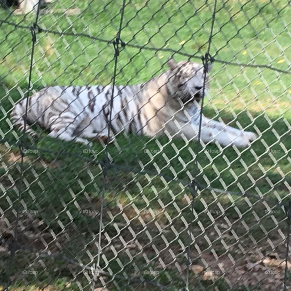 Siberian tiger at the drive through safari what a beautiful cat just enjoying the weather.