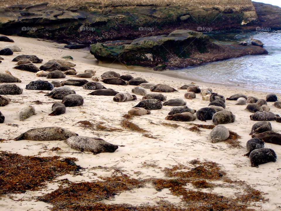 Seals on the beach