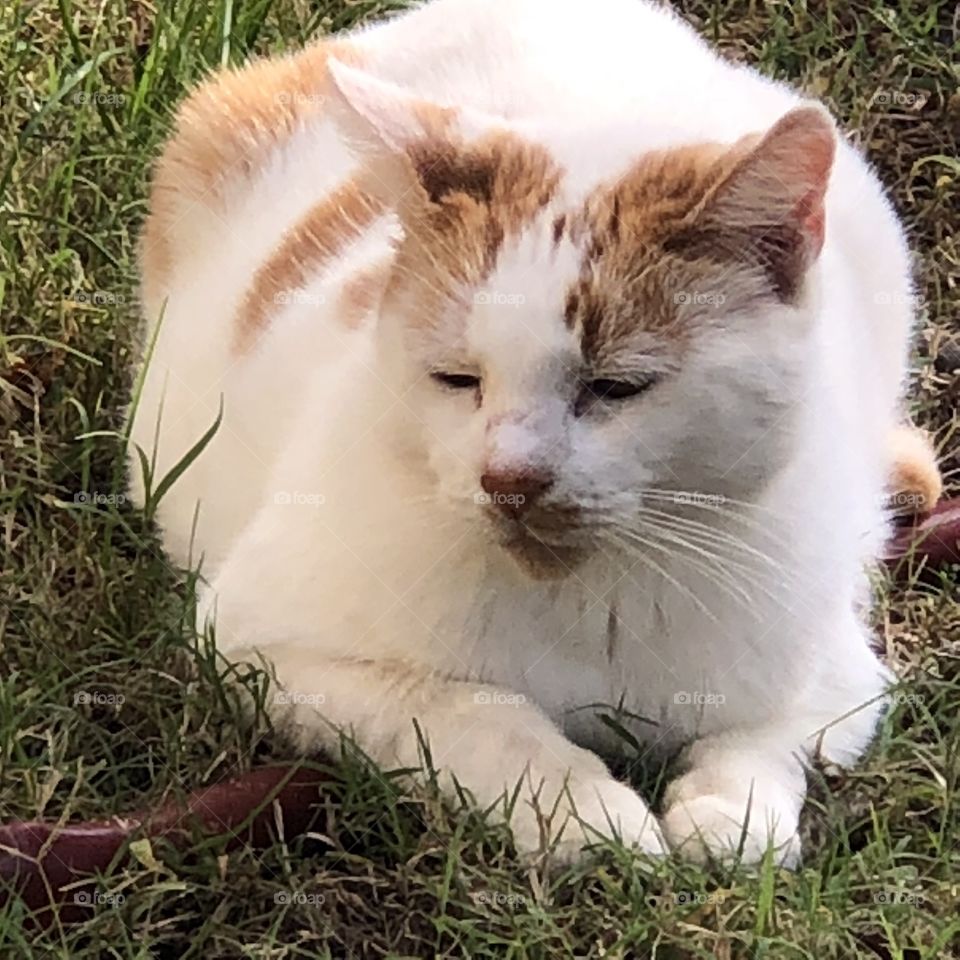 Cat relaxing