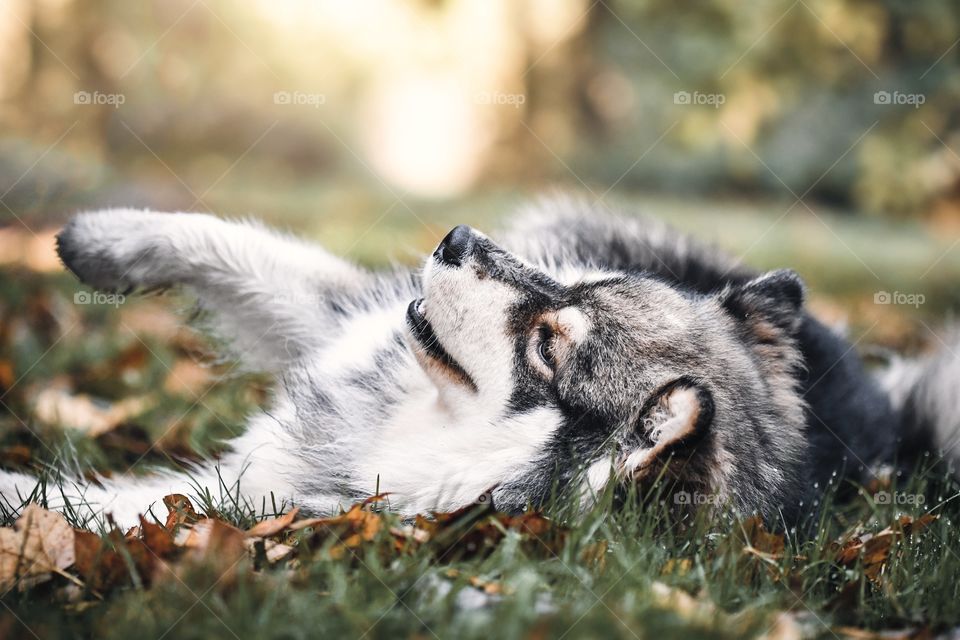 Portrait of a young Finnish Lapphund dog rollong in grass and leaves during autumn or fall season 