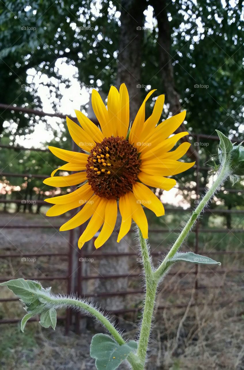 Golden Hour Wild Sunflower