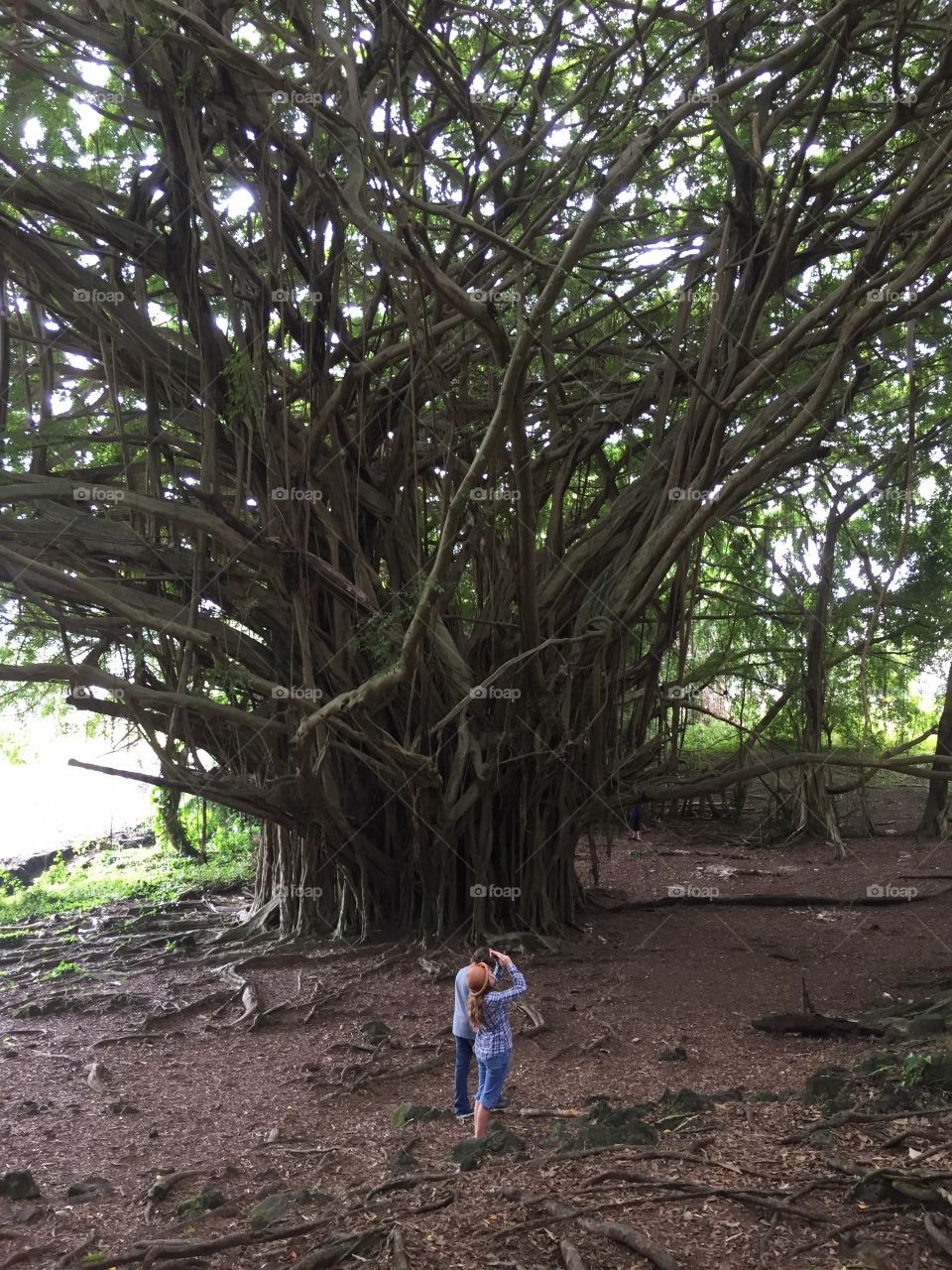 Awesome Rainforest tree Hilo Hawaii