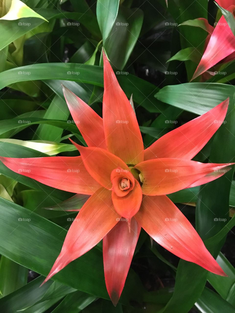 Red tropical flower
