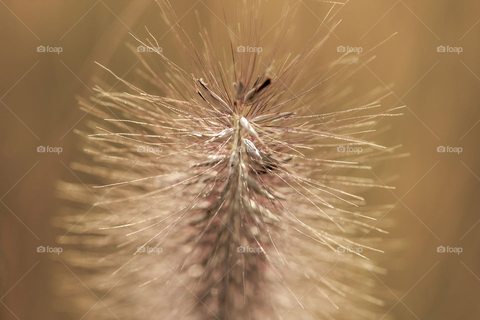 Natural sunlight beautifully illuminates the dried grass seed head in this macro shot of an ornamental grass. 