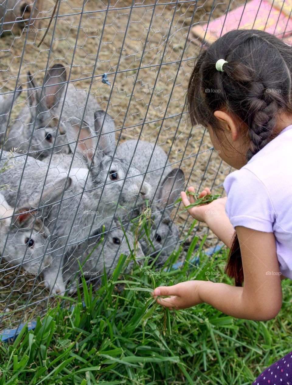 Cute girl is feeding rabbits with grass