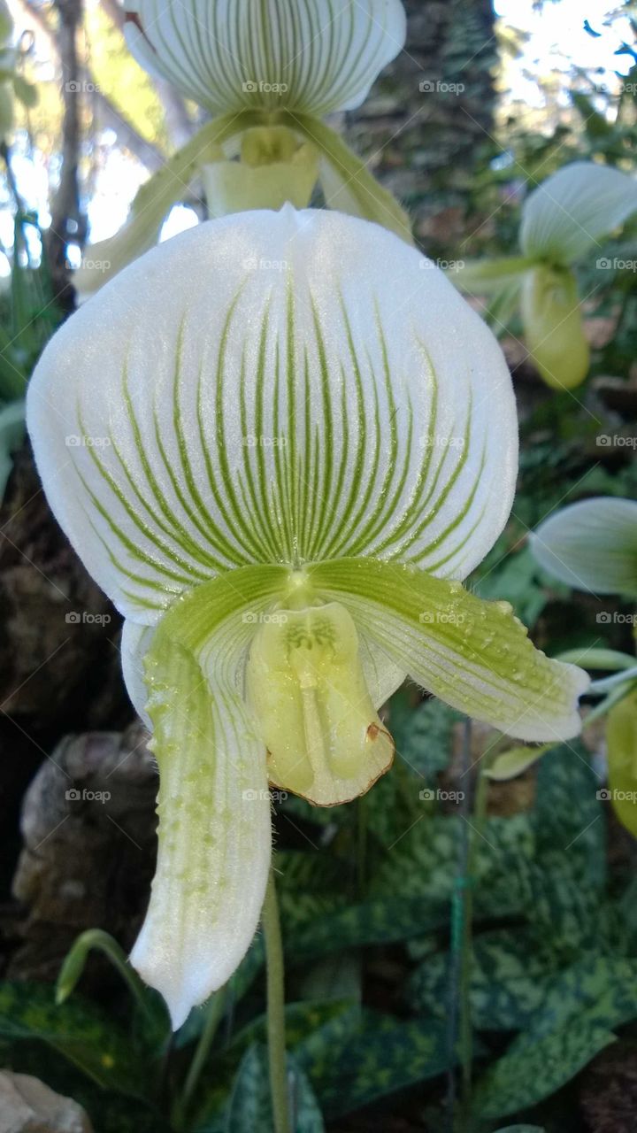 White orchid