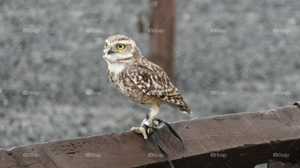 A owl on a fence 