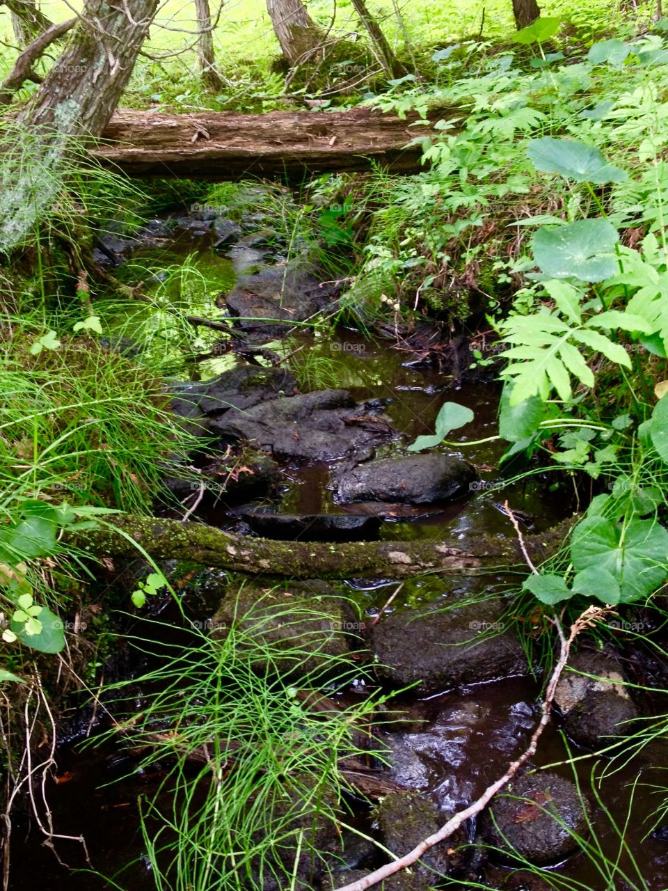 Moss, Nature, Wood, Leaf, Water