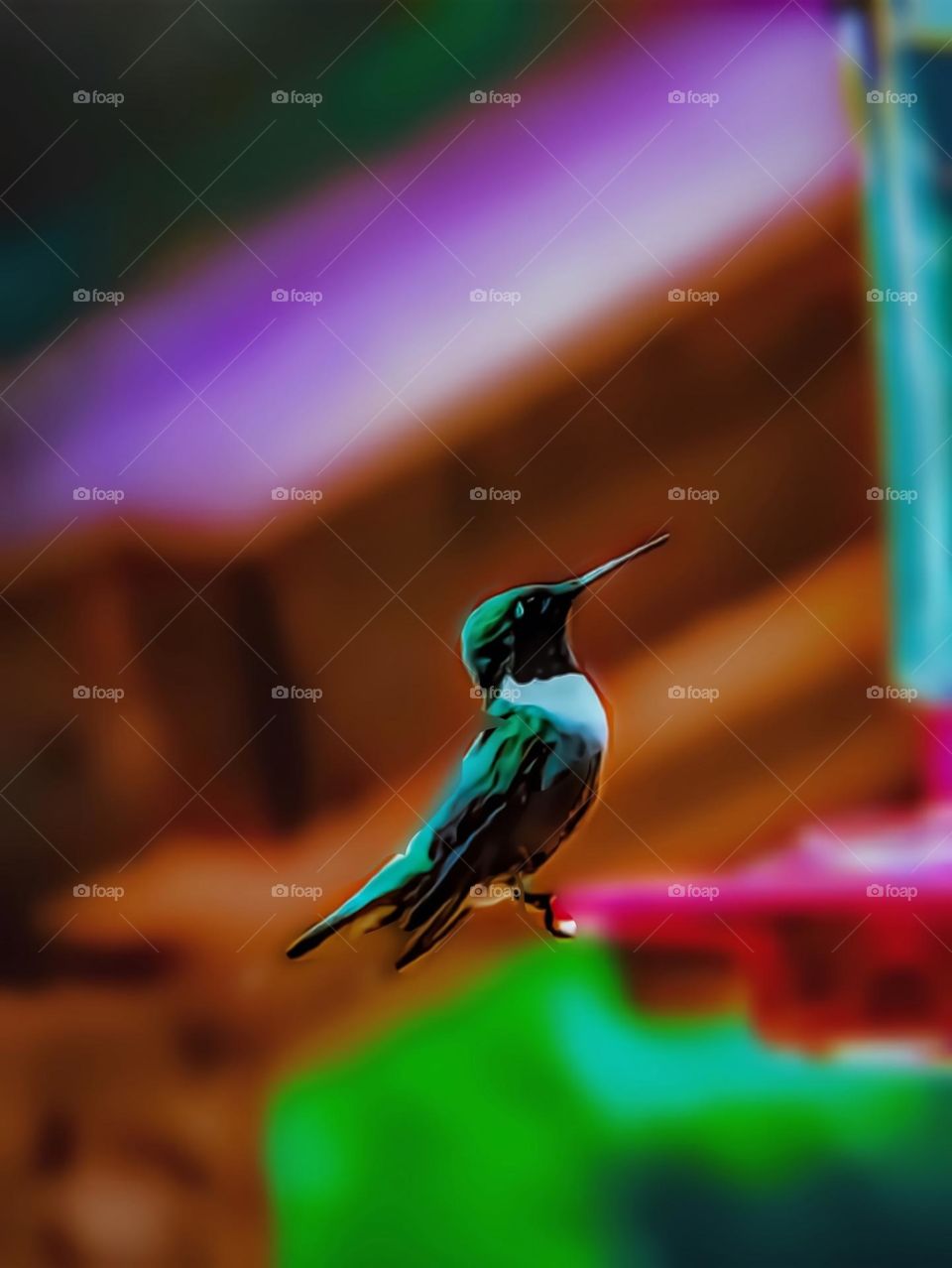 Graphic Art of the Male Hummingbird Landing 