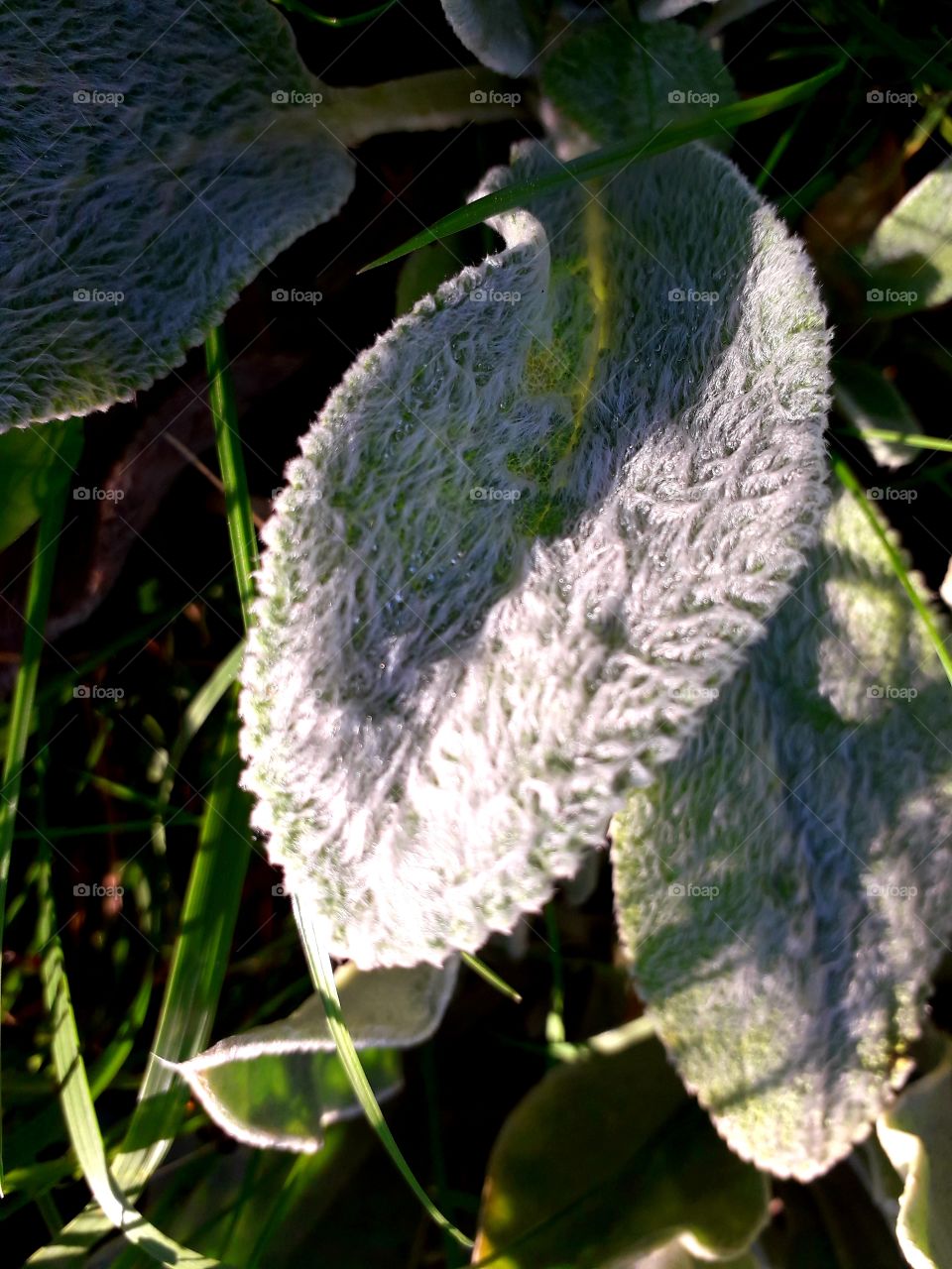 stachys bizantina shairy leaves in sunshineilver