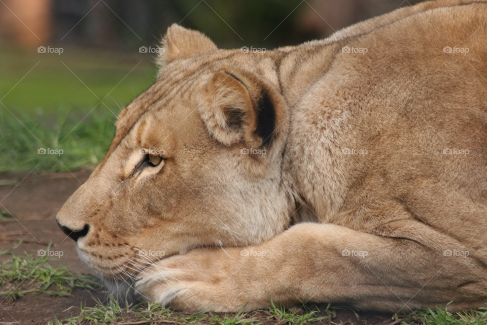 lion ears watching lioness by kshapley