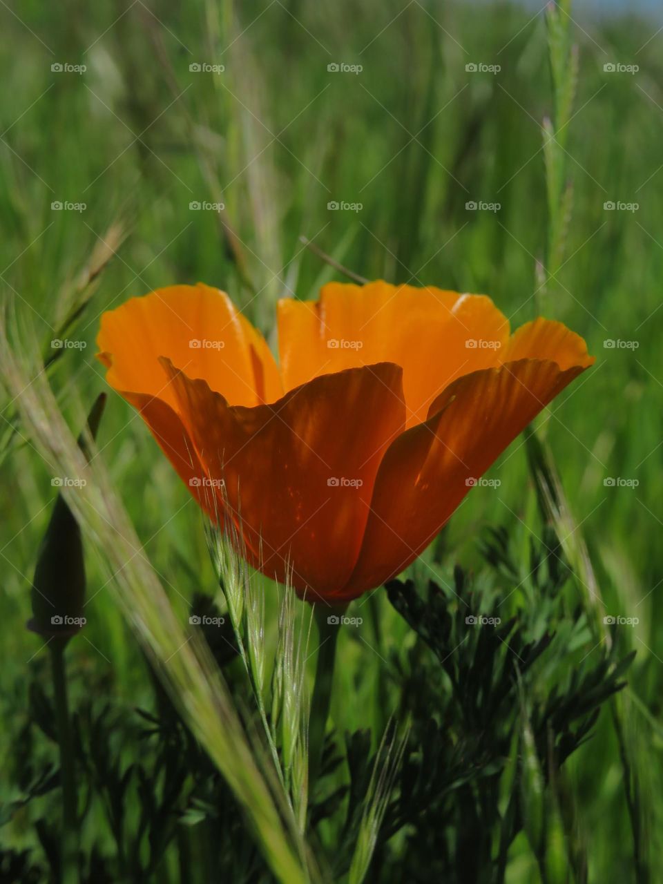 California Golden Poppy