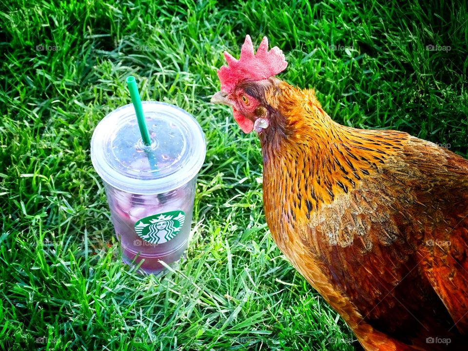 Chicken out the Starbucks. my chicken checking out my refresher from Starbucks...lol