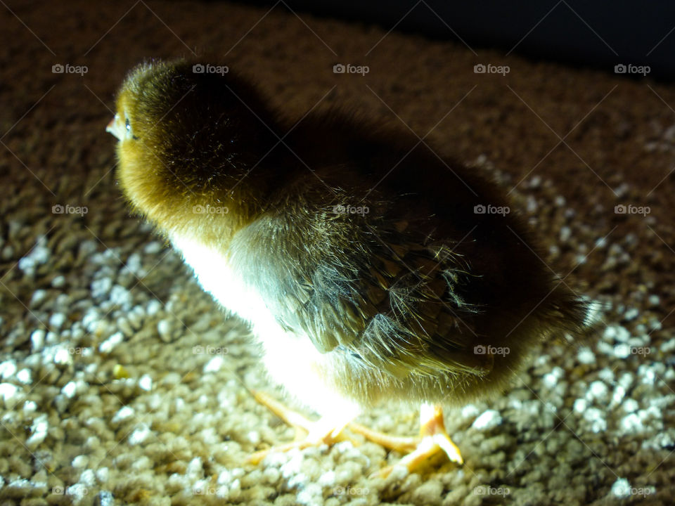 Baby Rhode Island Red chicken