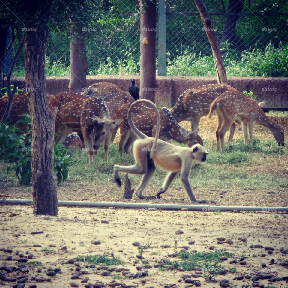 zoological park, Jaipur.