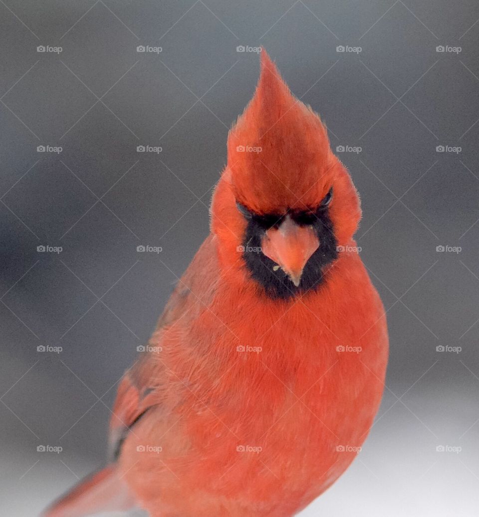 Cardinal 