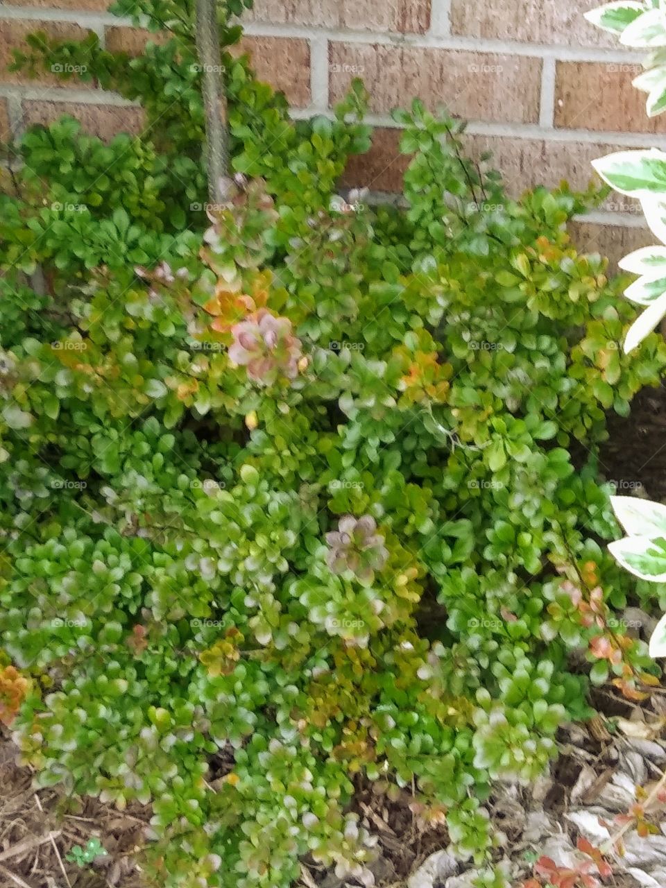 shrub turning color