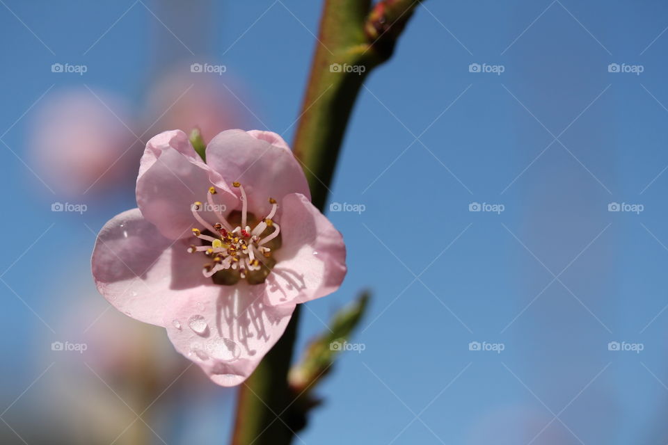 spring blooms