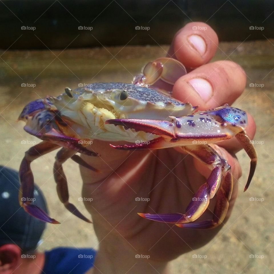 Colorful Crab from the Ocean