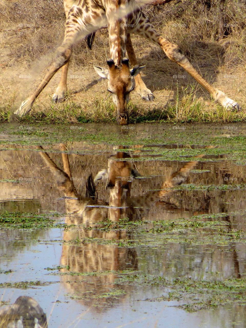 A giraffe takes a tentative drink at a watering hole in Kruger National Park