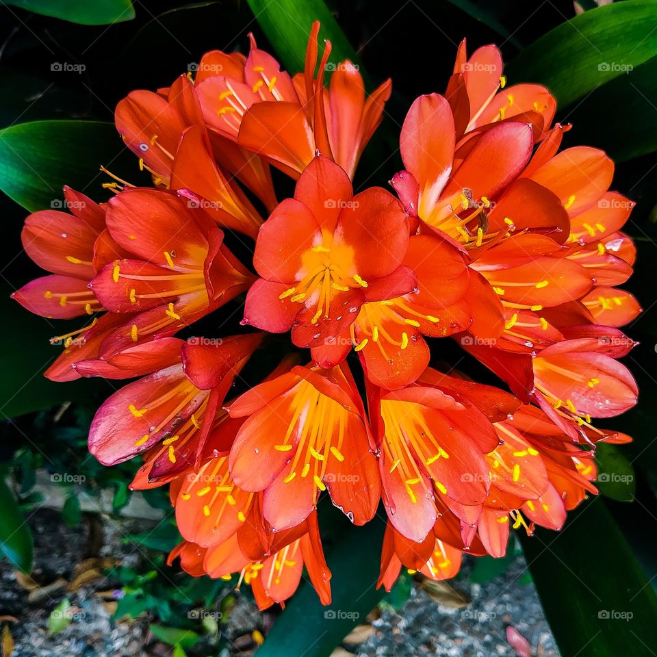 Bright red Australian bush lily clivia miniata flower.