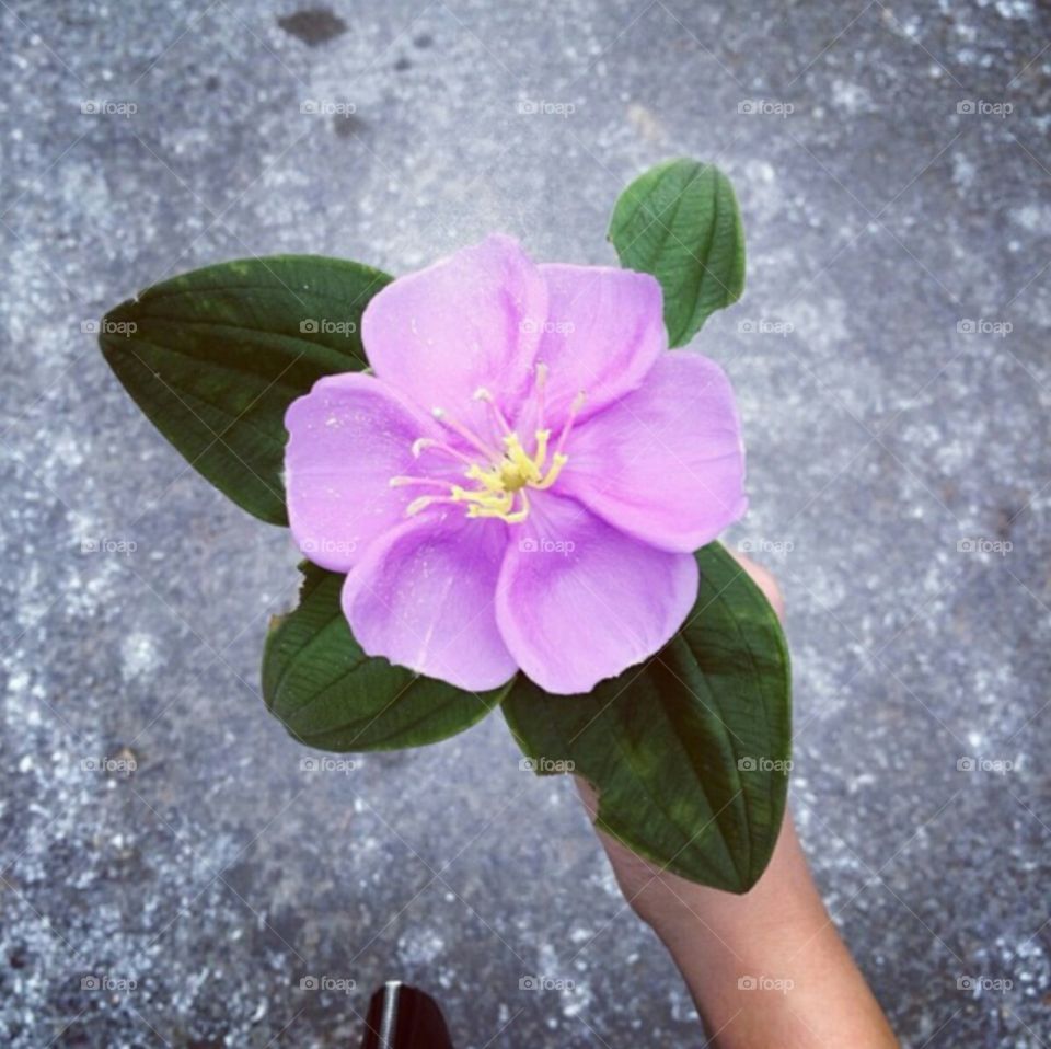 flower