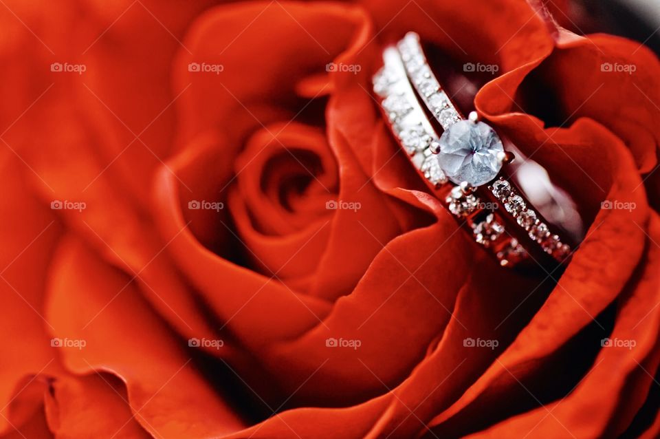 close-up of wedding rings on a rose