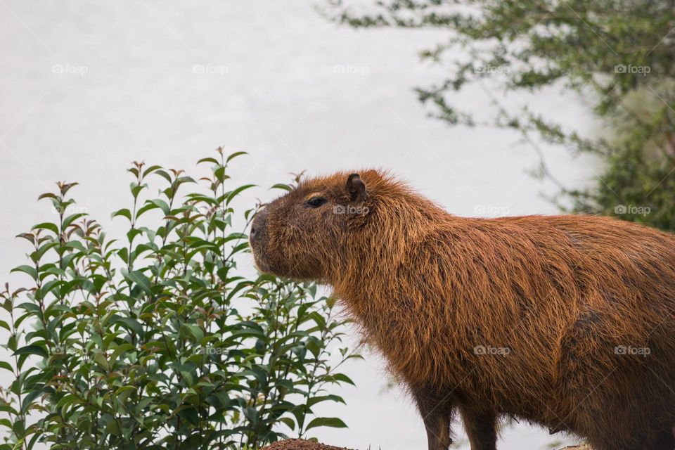 Capivara