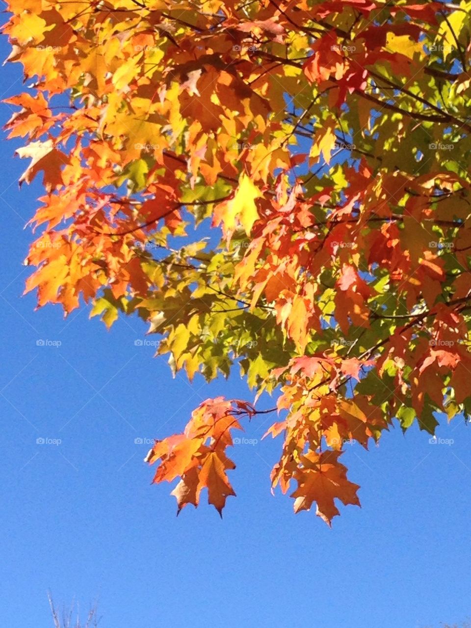 Carolina Blue and Autumn