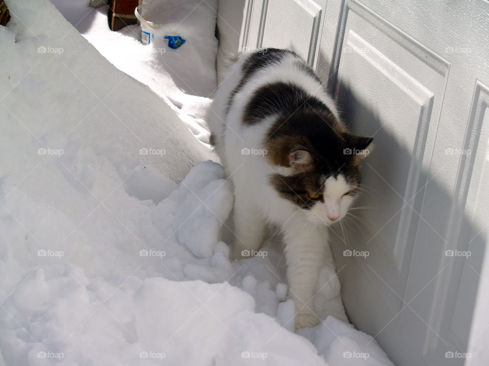 Cat, Portrait, Winter, Mammal, One