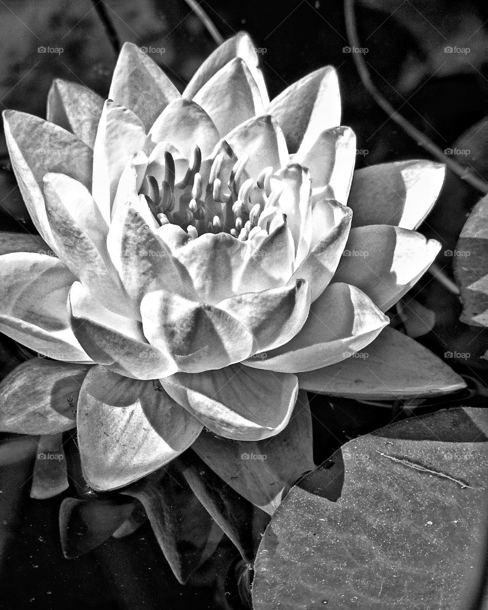 water lily in black and white. A trip to my local pond in the summer reveals lots of lily pads and the flowers that bloom on them. gorgeous white petals reflecting in the water,providing food and rest for frogs, dragonfly's, and bees.