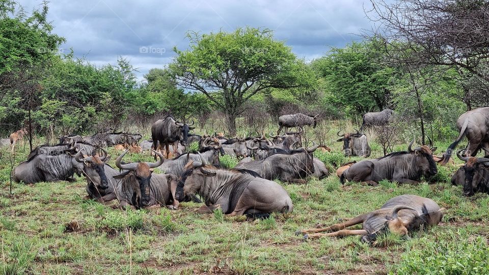 blue wildebeest resting.