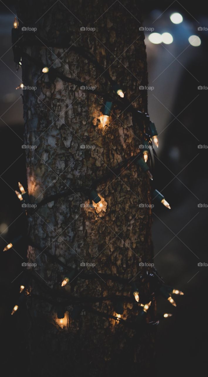 Christmas Lights Wrapped Around A Tree Downtown In Ohio