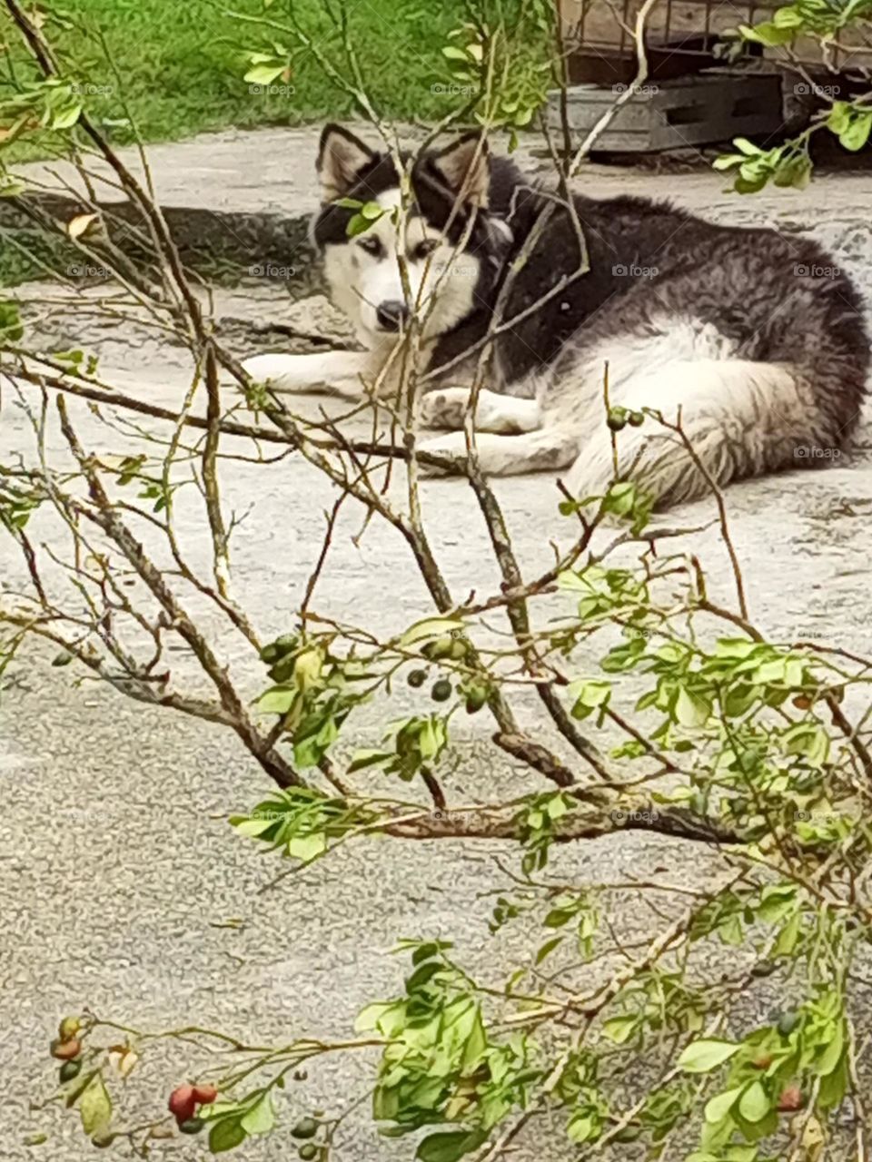 dog keeping a look out