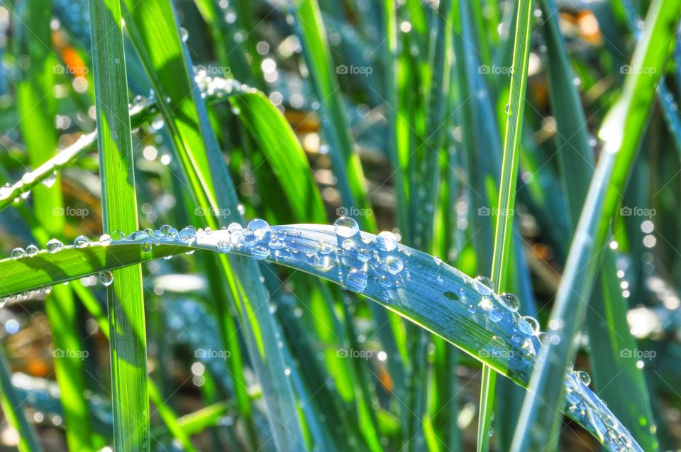 Morning dew drops on a blade of grass
