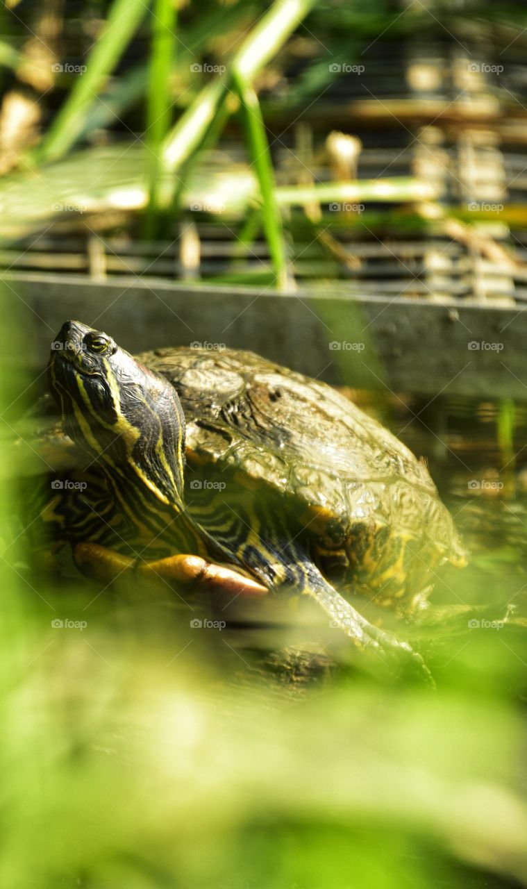 sunbathing Terrapin