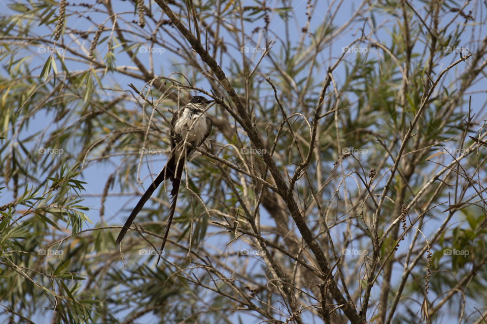 Bird on the tree branch in the park