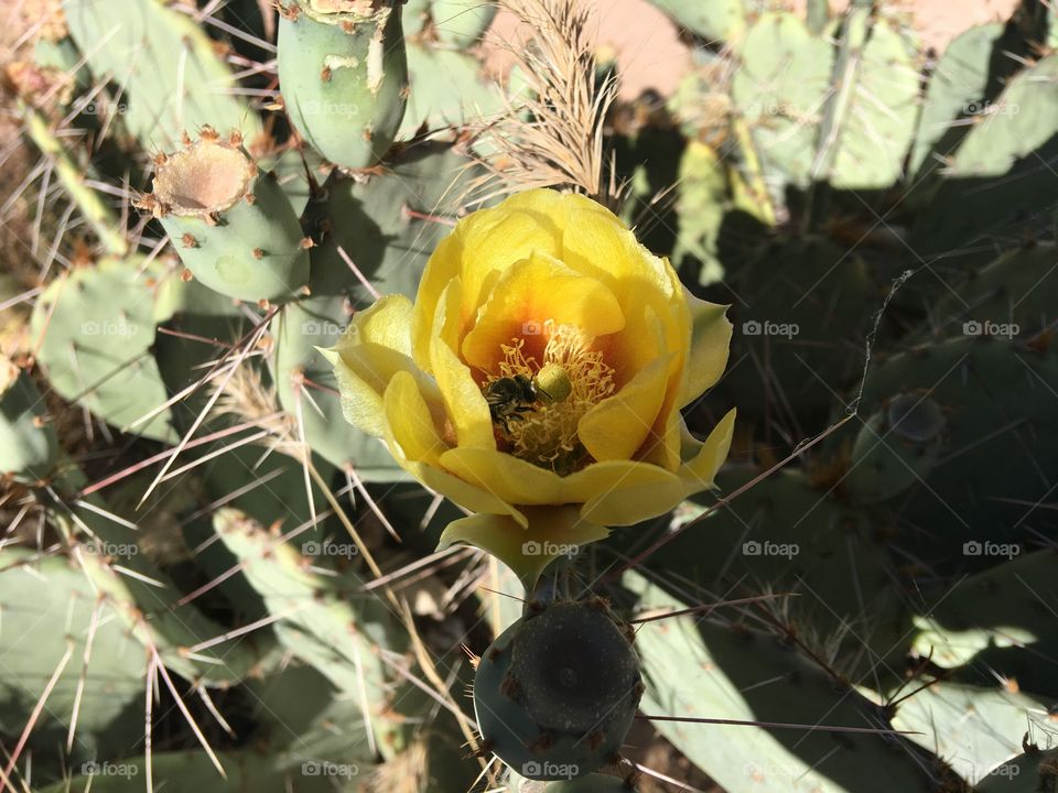 Grand Canyon cactus flower