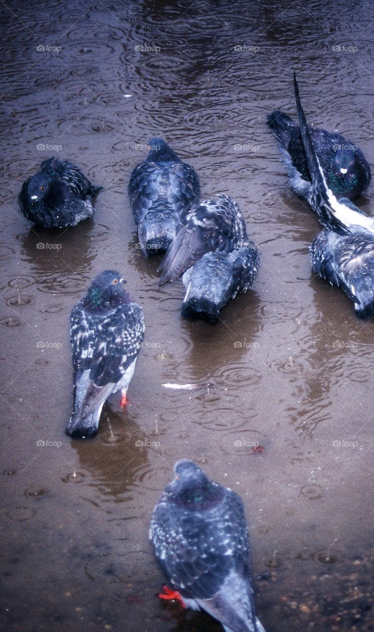 Pigeons unable to fly because of rain 