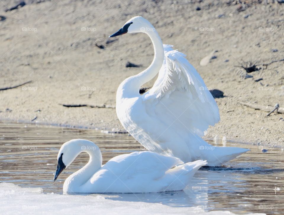 Gorgeous white swans!! 