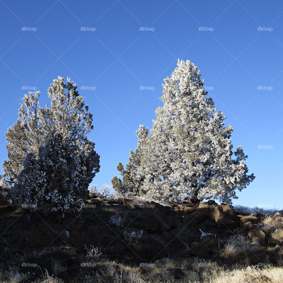 A magnificent frost covers juniper trees in Central Oregon on a beautiful sunny winter day. 