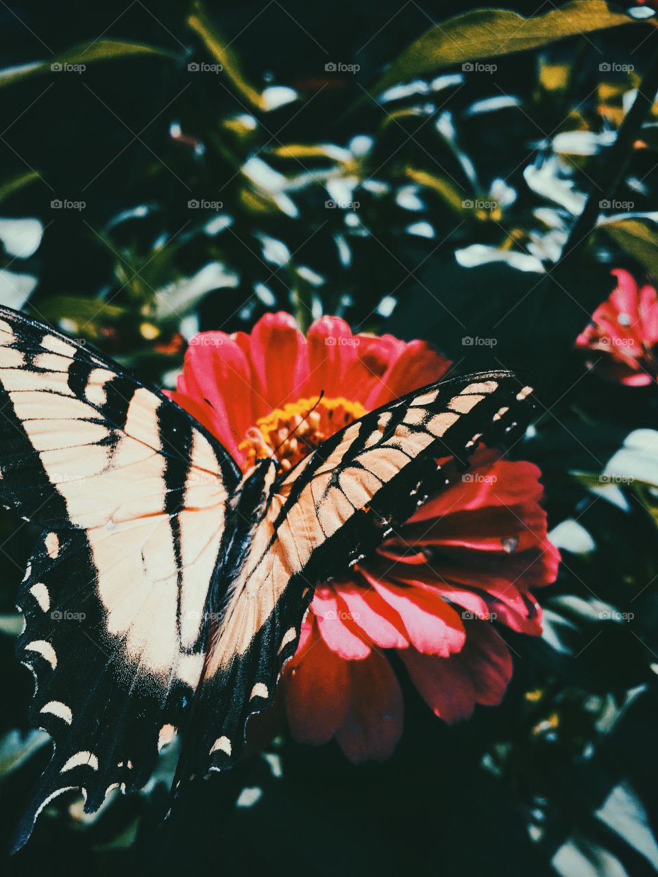 Vintage butterfly resting in a flower. 