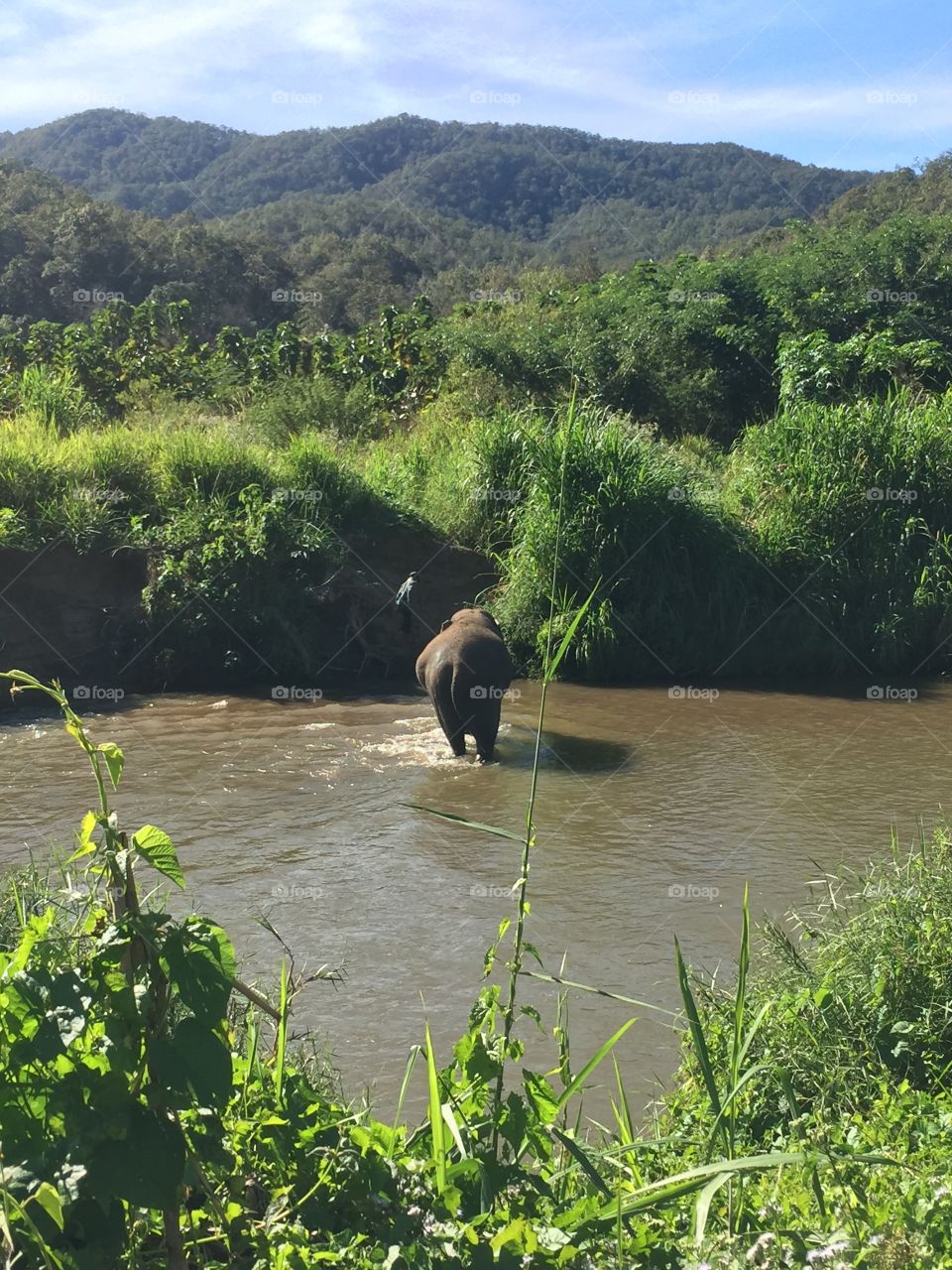A 26 month pregnant elephant makes her way across the river in Northern Thailand. She was rescued from a life of logging and spends her days exploring the forest