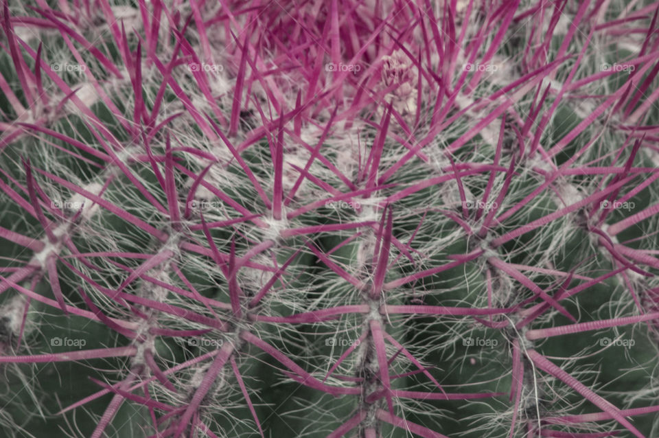 Cactus spines