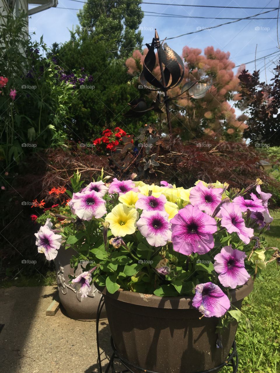 My mother’s garden