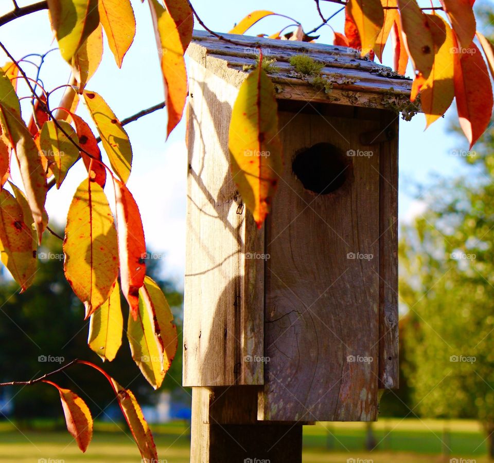 Backlit birdhouse in the setting sun with a leaf canopy