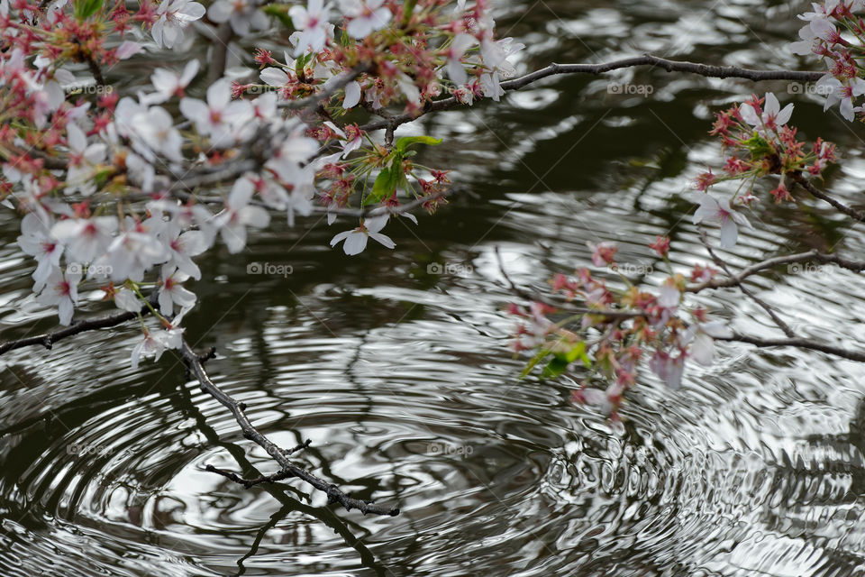 Sakura branch dipping into a lake creating ripples 