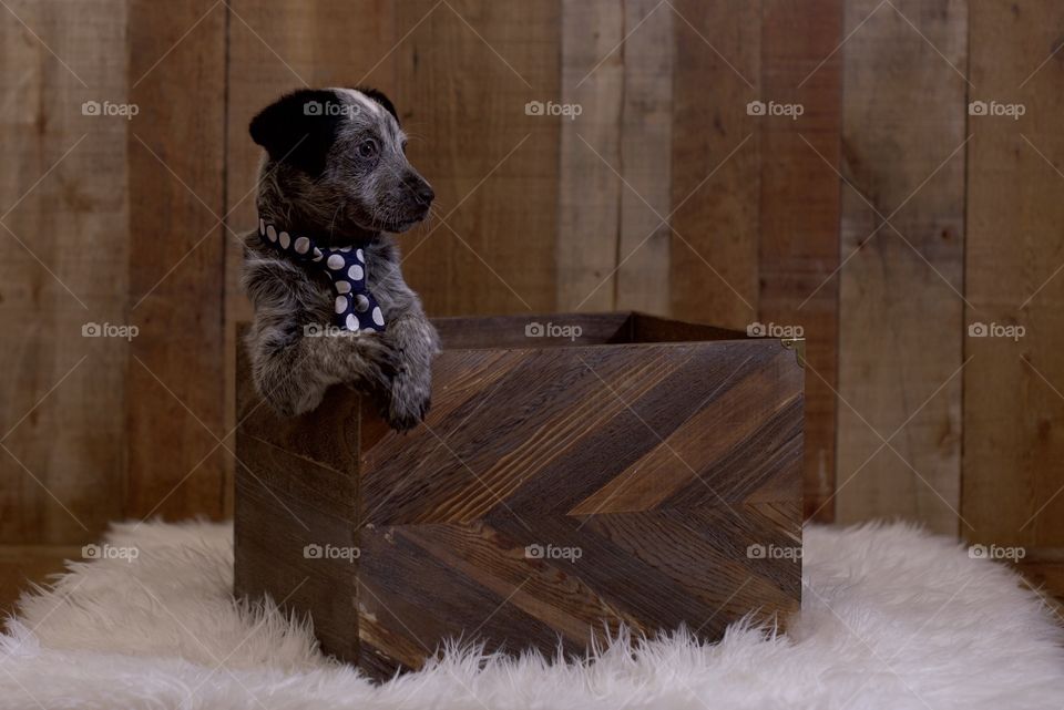Business puppy in a box