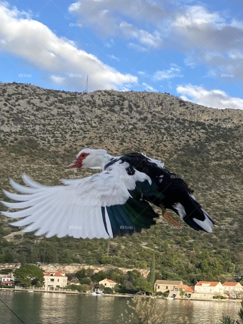 A black and white duck with red beak spreading its wings while in flight.